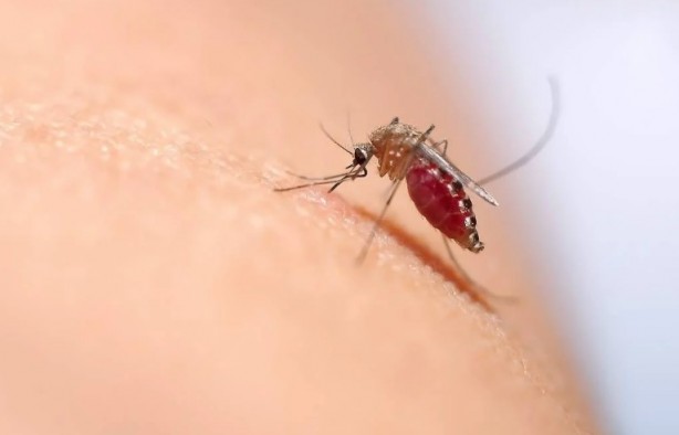 Foto - Yaz aylarının en büyük sorunu tarihe karışıyor Bunu yiyeni sivrisinek sokmuyor