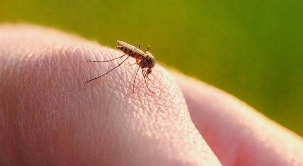 Foto - Yaz aylarının en büyük sorunu tarihe karışıyor Bunu yiyeni sivrisinek sokmuyor