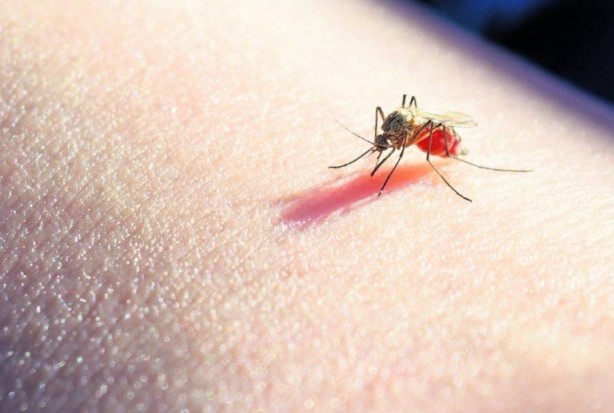 Foto - Yaz aylarının en büyük sorunu tarihe karışıyor Bunu yiyeni sivrisinek sokmuyor