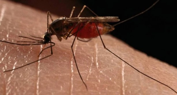 Foto - Yaz aylarının en büyük sorunu tarihe karışıyor Bunu yiyeni sivrisinek sokmuyor