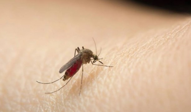 Foto - Yaz aylarının en büyük sorunu tarihe karışıyor Bunu yiyeni sivrisinek sokmuyor