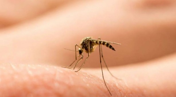 Foto - Yaz aylarının en büyük sorunu tarihe karışıyor Bunu yiyeni sivrisinek sokmuyor