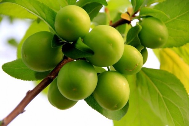 Foto - Yaz aylarının vazgeçilmez 10 meyvesi