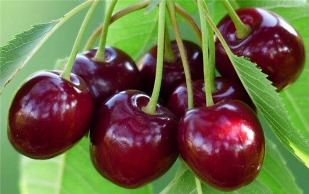 Foto - Yaz aylarının vazgeçilmez 10 meyvesi