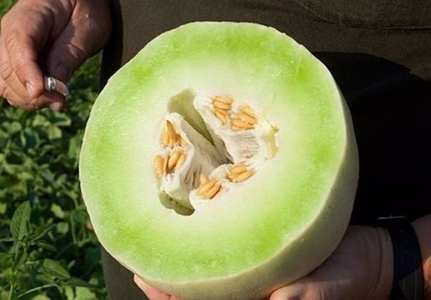 Foto - Yaz aylarının vazgeçilmez 10 meyvesi