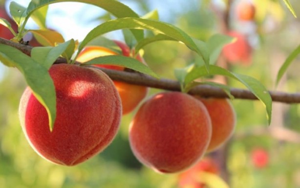 Foto - Yaz aylarının vazgeçilmez 10 meyvesi