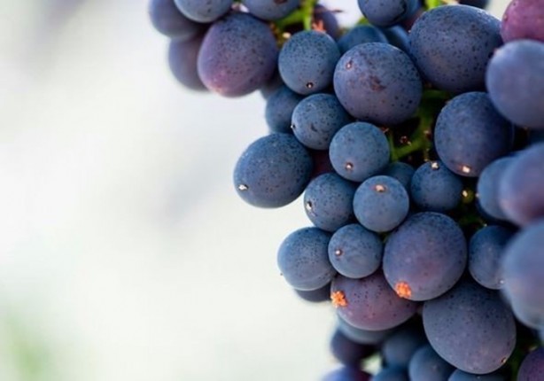 Foto - Yaz aylarının vazgeçilmez 10 meyvesi