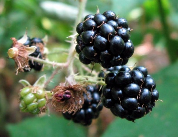 Foto - Yaz aylarının vazgeçilmez 10 meyvesi