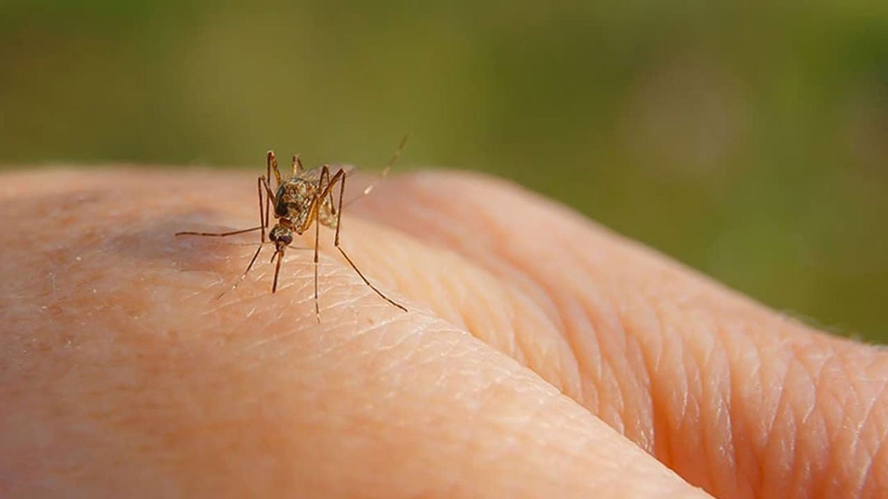 Yaz boyu rahat rahat uyuyacaksınız! Sivrisineklerden kurtulmanın basit yolu açıklandı