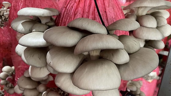 Foto - Yaz geldi ölümler arttı! Siz siz olun ağzınıza sürmeyin