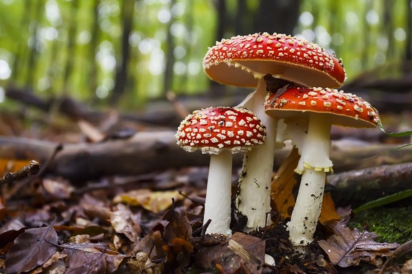 Foto - Yaz geldi ölümler arttı! Siz siz olun ağzınıza sürmeyin