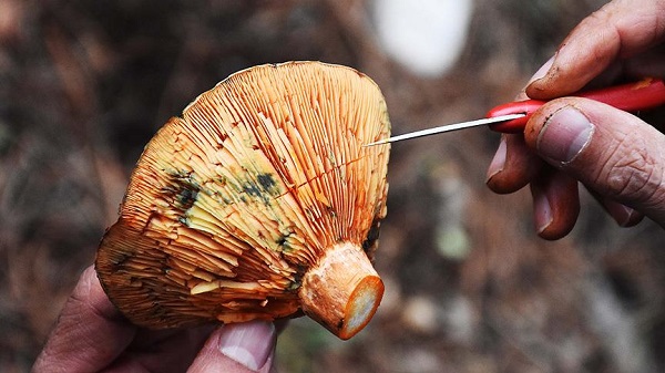 Foto - Yaz geldi ölümler arttı! Siz siz olun ağzınıza sürmeyin