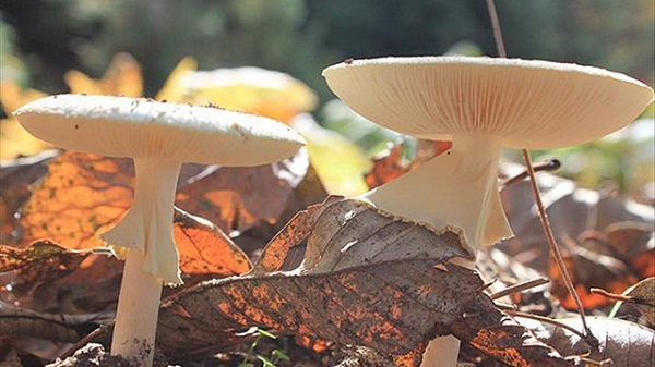 Foto - Yaz geldi ölümler arttı! Siz siz olun ağzınıza sürmeyin