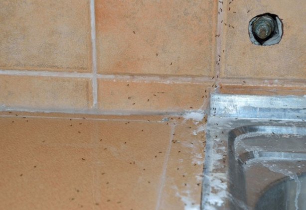 Foto - Yaz geliyor! Evinizi karınca sarsın istemiyorsanız...