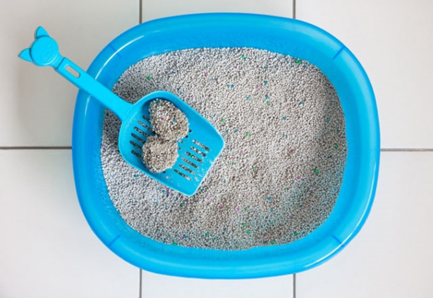 Foto - Yaz geliyor! Evinizi karınca sarsın istemiyorsanız...