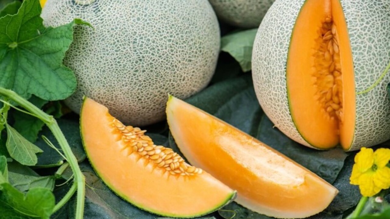 Foto - Yaz gelmeden öğrenmek gerekiyor! Kavunu keleğinden ayırmanın kolay yolu