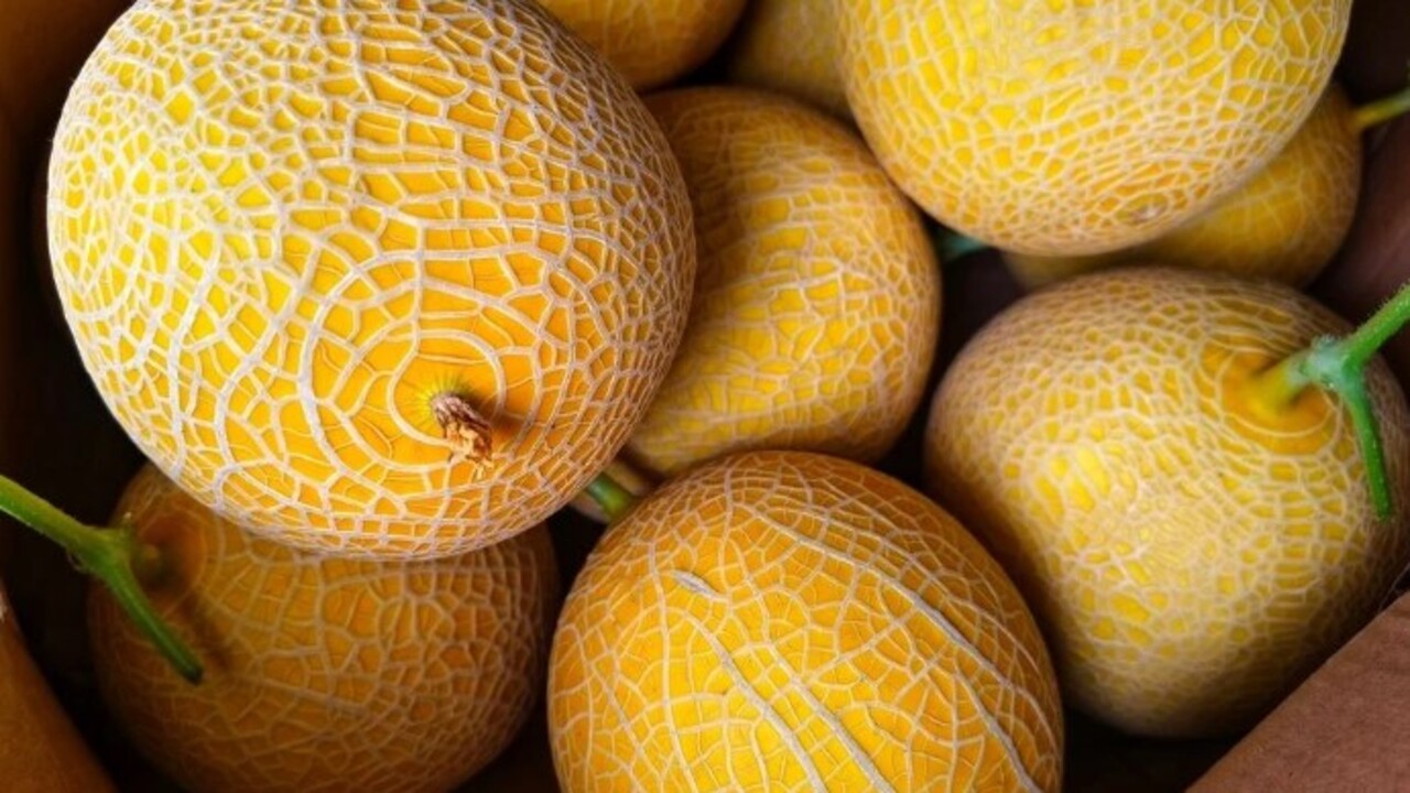 Foto - Yaz gelmeden öğrenmek gerekiyor! Kavunu keleğinden ayırmanın kolay yolu