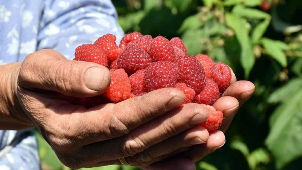 Foto - Yaz-kış hasat ediliyor, -30 dereceye bile "Bana mısın" demiyor! Yiyenler mest, ekenler zengin oluyor
