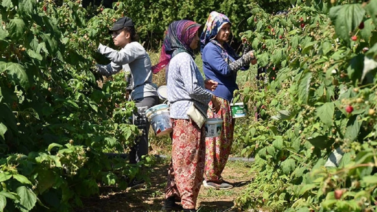 Yaz-kış hasat ediliyor, -30 dereceye bile "Bana mısın" demiyor! Yiyenler mest, ekenler zengin oluyor