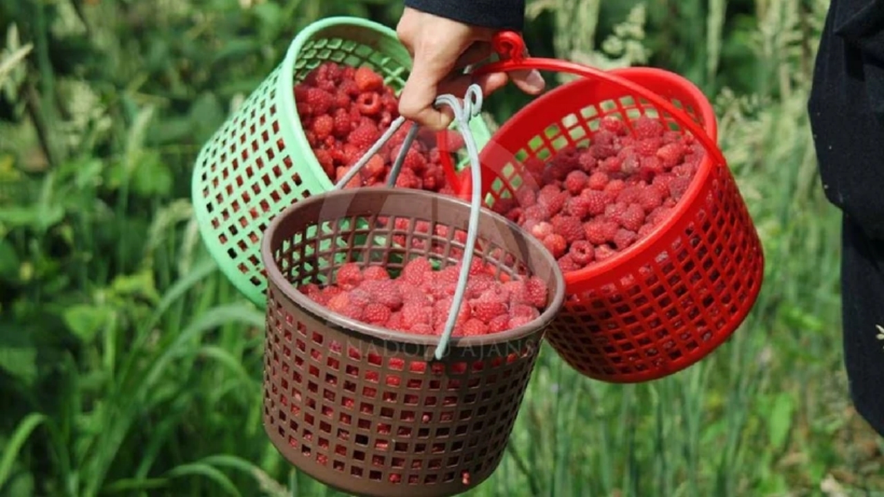 Foto - Yaz-kış hasat ediliyor, -30 dereceye bile "Bana mısın" demiyor! Yiyenler mest, ekenler zengin oluyor