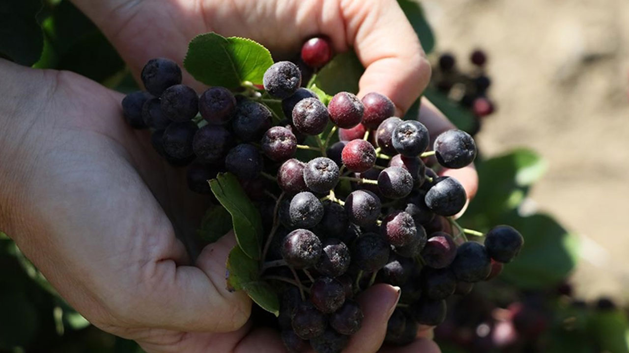 Foto - Yaz mevsimini kilo alarak tamamlamayın! Bu meyveler göründüğü kadar masum değil