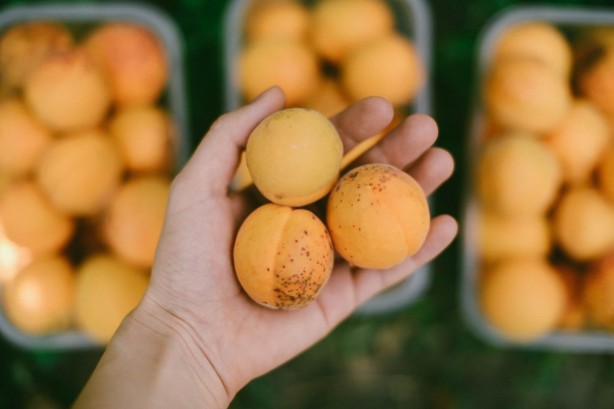 Foto - Yaz mevsiminin en sağlıklı besinleri