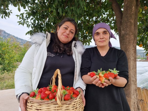 Foto - Yaz meyvesini kışın ekti! İnanılmaz verim aldı, şimdi paraya para demiyor