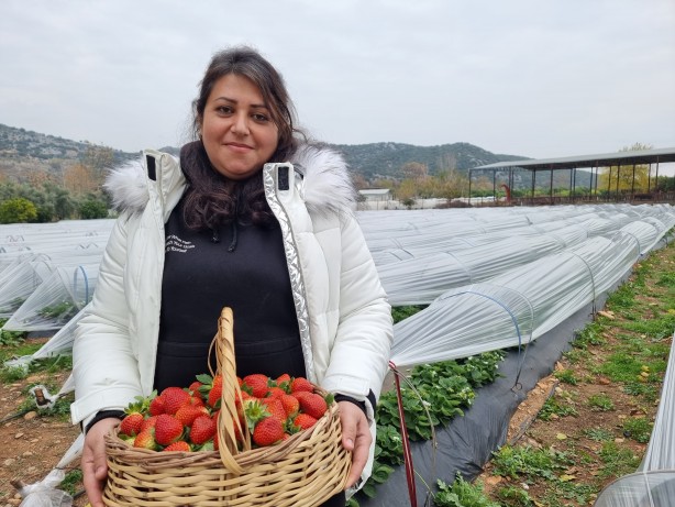 Foto - Yaz meyvesini kışın ekti! İnanılmaz verim aldı, şimdi paraya para demiyor