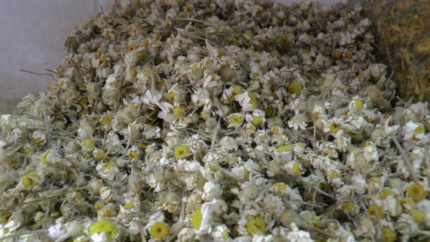 Foto - Yaz nezlesine birebir! Aman eksik etmeyin