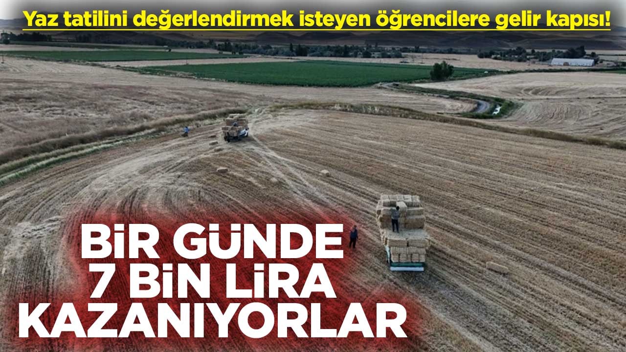 Yaz tatilini değerlendirmek isteyen öğrencilere gelir kapısı! Bir günde 7 bin lira kazanıyorlar