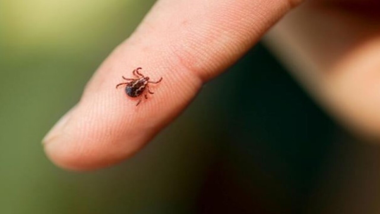 Foto - Yaz ve İlkbahar mevsimlerinde dikkat! Kenelere karşı uzmanından uyarı