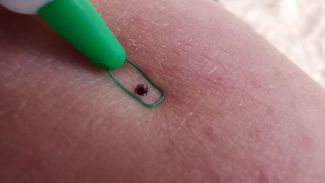 Foto - Yaz ve İlkbahar mevsimlerinde dikkat! Kenelere karşı uzmanından uyarı