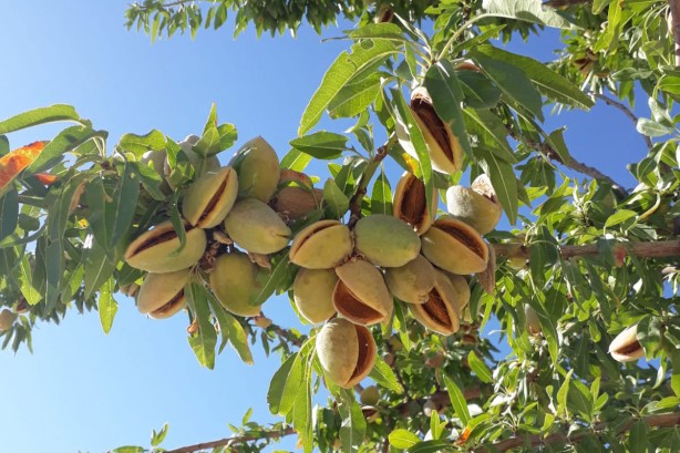 Foto - Yaza incecik girmek isteyenler: Yağ yakan bu besinler destekliyor! İştah bıçak gibi kesildi! Herkes peşine düştü 