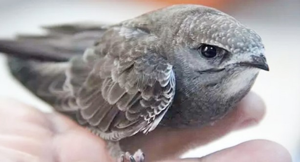 Foto - Yazarımız Zekeriya Say'ın kaleminden Babil Fahişesi Lilith'in doğmaları: Şeytanın çocukları ezoterik Yahudiler