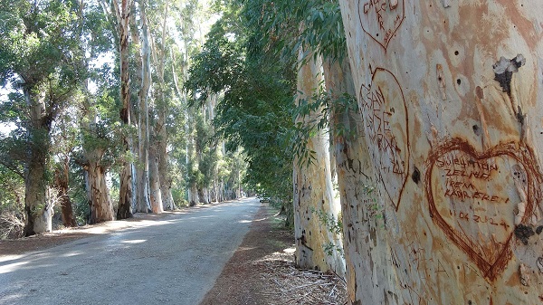 Foto - Yazı tahtasına çevirdiler! Muhtar çözümü böyle buldu