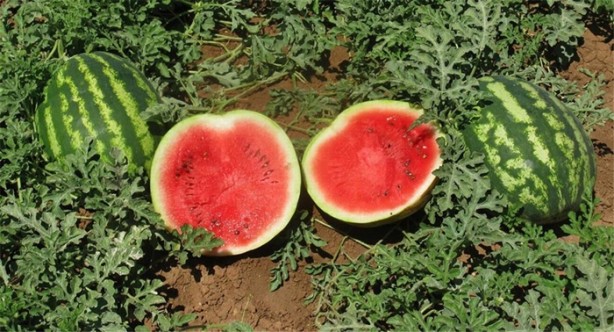 Foto - Yazın gözde meyvesi karpuzun yararları