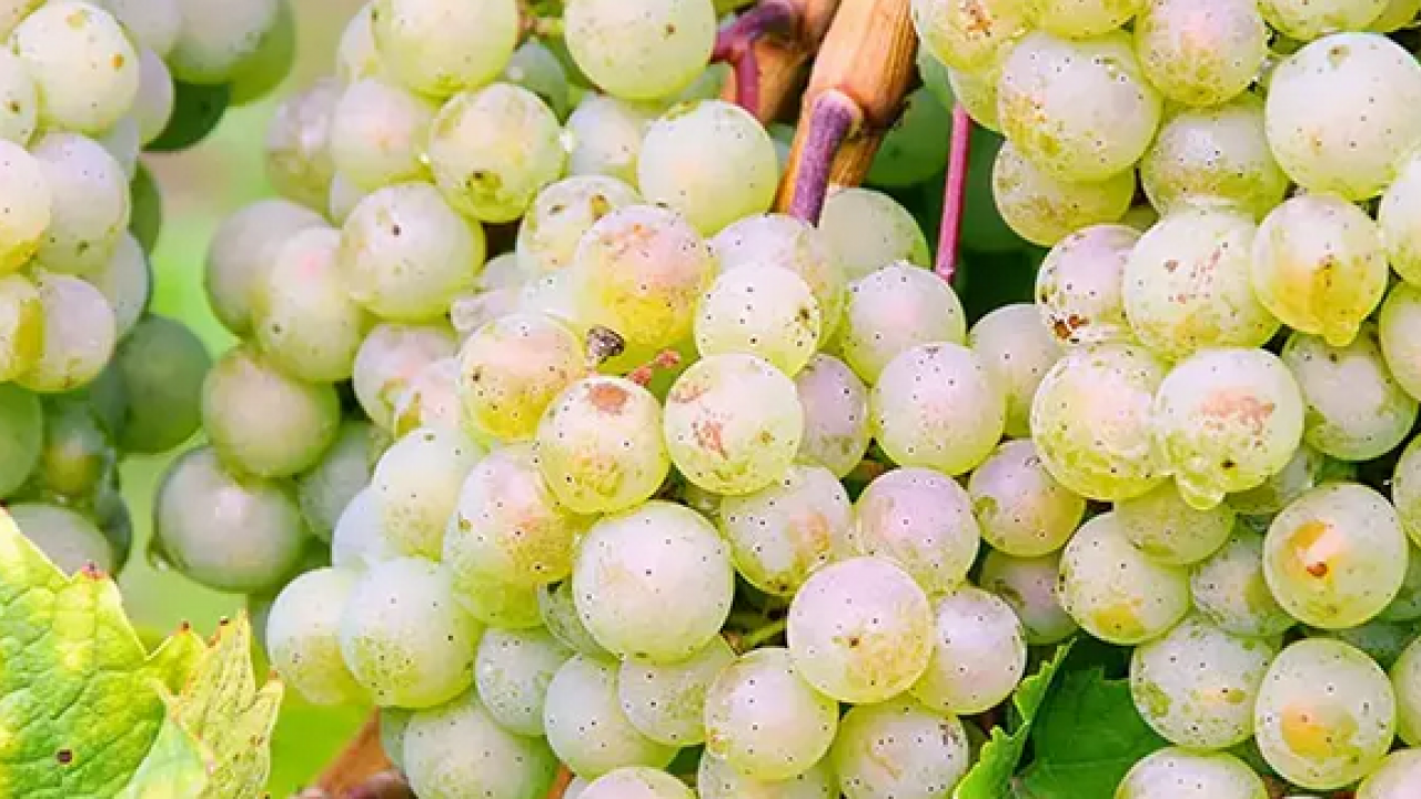 Foto - Yazın kurutup kışın tüketin! İster güneş ışığına bırakın ister fırına atın