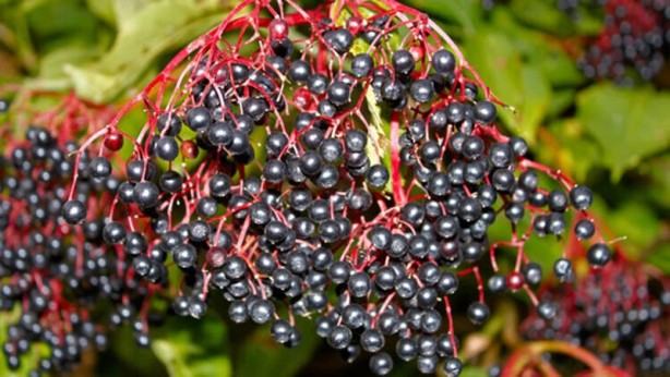 Foto - Yendiği anda vücuda zehrini saçan besinler! Dünyanın en tehlikeli yiyecekleri