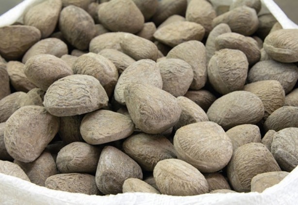 Foto - Yendiği anda vücuda zehrini saçan besinler! Dünyanın en tehlikeli yiyecekleri