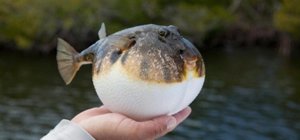 Foto - Yendiği anda vücuda zehrini saçan besinler! Dünyanın en tehlikeli yiyecekleri