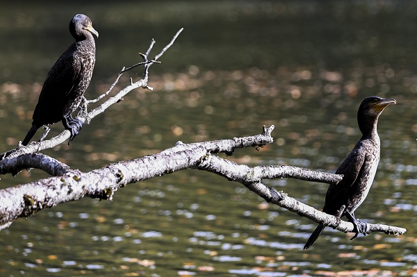 Foto - Yedigöller'den kartpostallık kareler