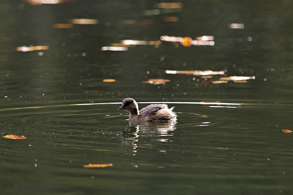 Foto - Yedigöller'den kartpostallık kareler