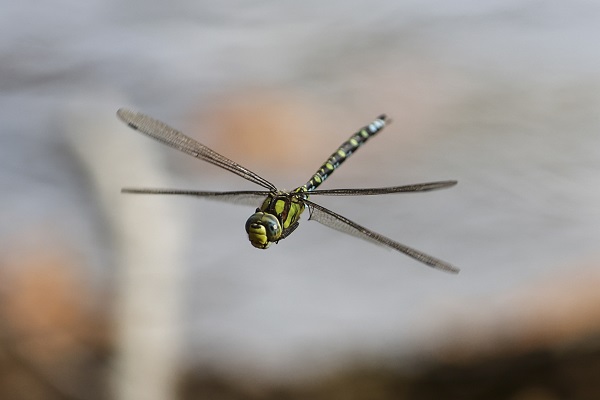 Foto - Yedigöller'den kartpostallık kareler