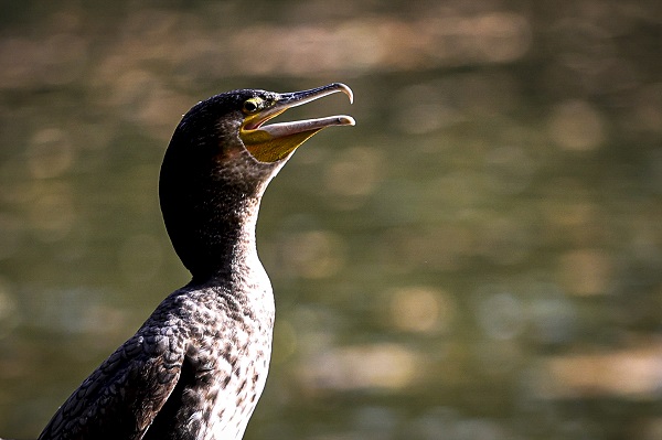 Foto - Yedigöller'den kartpostallık kareler
