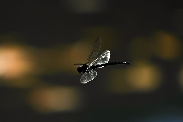 Foto - Yedigöller'den kartpostallık kareler