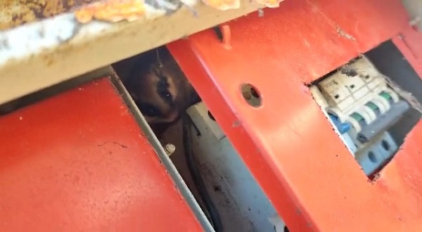 Foto - Yediuyur Bolu'da görüntülendi