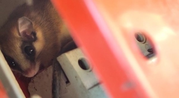 Foto - Yediuyur Bolu'da görüntülendi