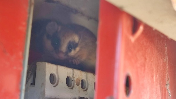 Foto - Yediuyur Bolu'da görüntülendi