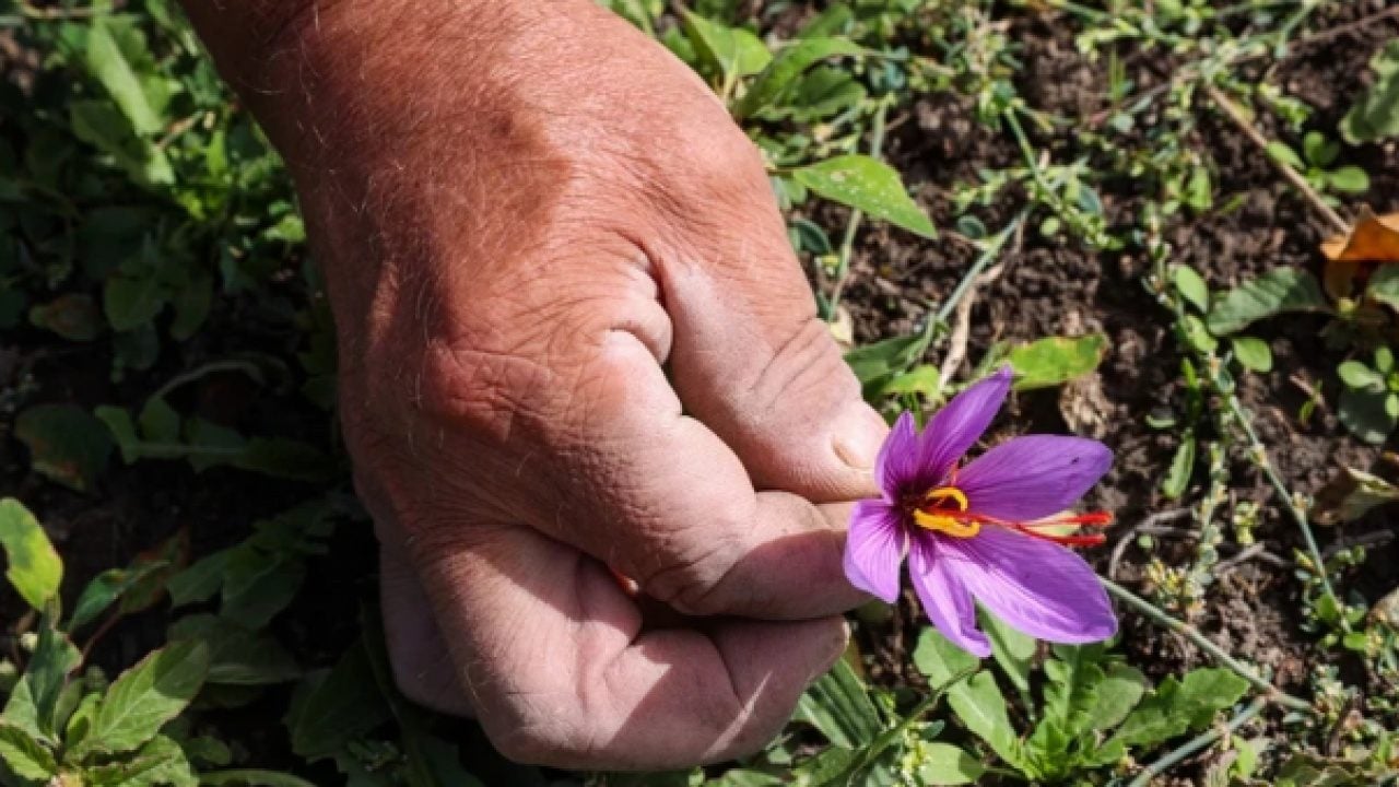 Foto - Yeğeninin tavsiyesine uydu: Mucize bitki sayesinde servet kazanıyor!