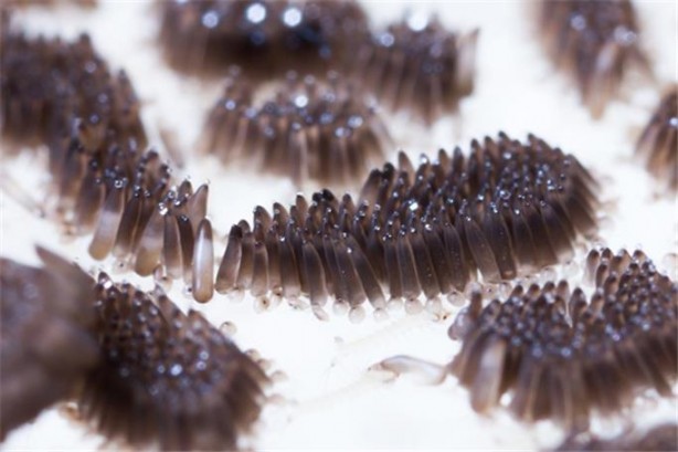 Foto - Yemeğinize sivrisinek konarsa hemen bırakın! Yoksa...